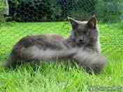 in garden